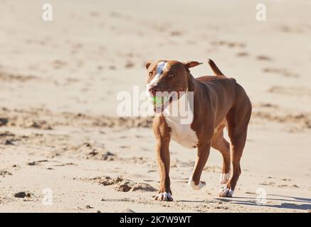 Youll mai indovinare che cosa ho scavato in su alla spiaggia. un adorabile pit toro che gioca con una palla in spiaggia. Foto Stock