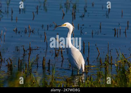 Un piccolo Egret (garzetta di Egretta) al rifugio della natura selvaggia nazionale della Merced in California Foto Stock