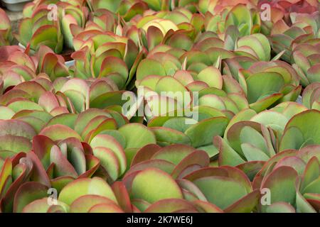 Kalanchoe Thyrsiflora foglie Foto Stock