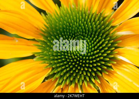 Echinacea Hybridda Cheyenne Spirit Foto Stock