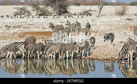 Un abbagliamento di Burchell Zebra (Equus Quagga) che si erge in una linea ad una buca d'acqua con la testa giù per bere - con il riflesso d'acqua increspato bello, Etosha Na Foto Stock