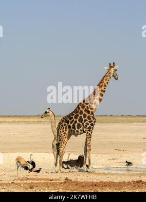 Vista ritratto di due giraffe, struzzi e baluardo in una piccola buca d'acqua in Etosha. Newbrowni è una vivace buca d'acqua che attrae molti animali Foto Stock