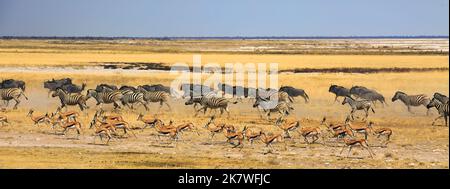 Enorme gregge di zebra di Burchells, Blue Wildebeest e springbok che corrono attraverso le pianure africane in una frenesia. Foto Stock