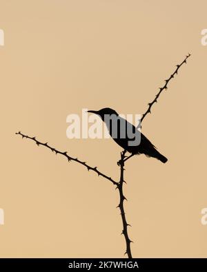 La silhouette scura di un uccello da sole viola (Cinnyris asiaticus), arroccato su un ramo spinoso al tramonto ad al la riserva di conservazione del deserto di al Marmoom ad al Foto Stock