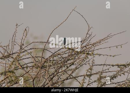 Un uccello da sole viola maschio (Cinnyris asiaticus), arroccato su un albero di acacia spinoso nel deserto ai laghi di al Qudra a Dubai, Emirati Arabi Uniti. Foto Stock