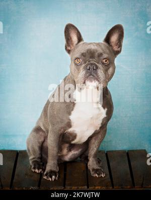 Immagine di un Bulldog francese blu in un ambiente di studio professionale Foto Stock