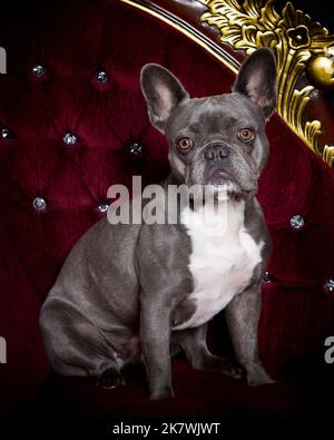 Immagine di un Bulldog francese blu in un ambiente di studio professionale Foto Stock