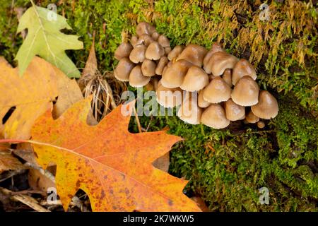 Funghi non identificati che crescono su un ceppo nei boschi Foto Stock