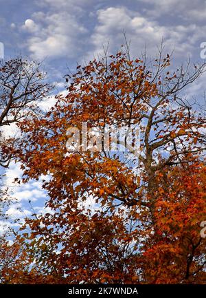 La Luna si adagia sulle nuvole dietro un brillante albero di acero al Cave Point County Park, Door County, Wisconsin Foto Stock