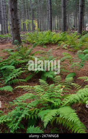 Le felci crescono tra i pini in una foresta di piantagioni nel Whitefish Dunes state Park a Door County, Wisconsin Foto Stock