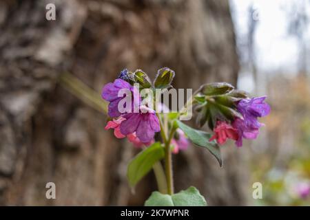 Pulmonaria officinalis, Lungwort, Lungwort comune, lacrime di Maria o gocce di latte di nostra Signora. Primo piano fiori colorati. Regione di Zakarpattia dell'Ucraina Foto Stock