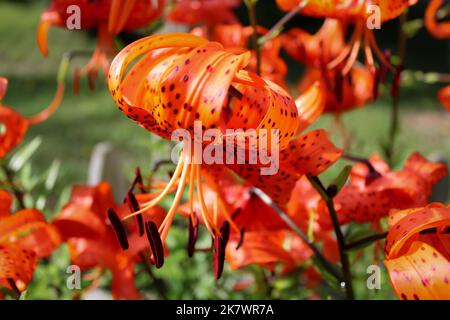 Bella Tiger Lilies bagno al sole Foto Stock