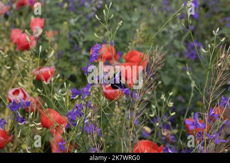 Papaveri selvatici Papaver roeas e la fucinatura larkspur Consolida regalis fioritura in campo estivo in giorno di sole - fuoco selettivo Foto Stock