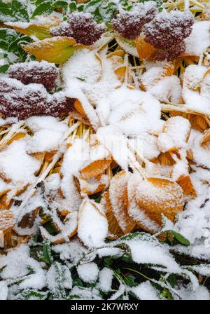 Le foglie di Hosta diventano dorate in autunno e sono coperte da una rara tempesta di neve in ottobre in un giardino suburbano, Shorewood, Will County, Illinois Foto Stock