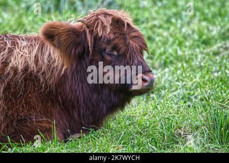 Mucca dell'altopiano Foto Stock