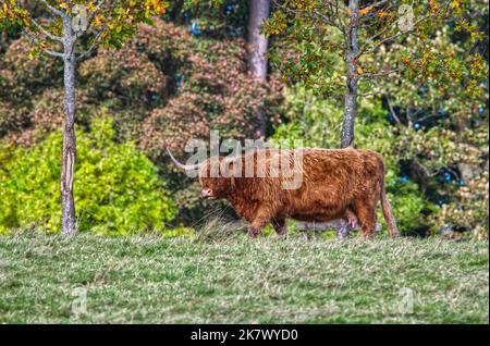 Mucca dell'altopiano Foto Stock