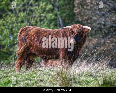 Mucca dell'altopiano Foto Stock