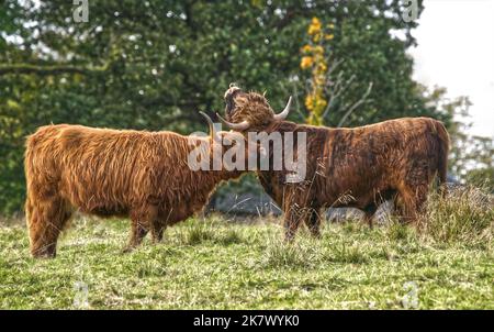 Mucca dell'altopiano Foto Stock
