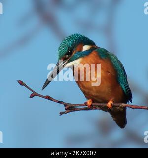 Eisvogel im Ansitz Foto Stock