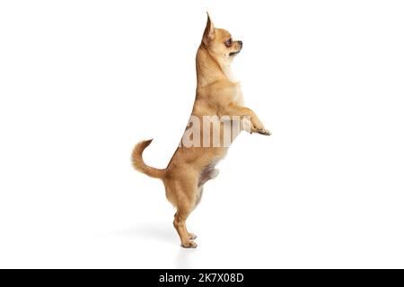 Studio shot di piccolo cane in piedi isolato su sfondo bianco. Bello e carino chihuahua giocare. Concetto di animali di razza, animali domestici, accompagnatore, veterinario Foto Stock