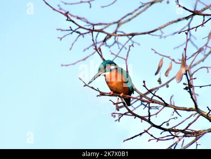 Eisvogel im Ansitz Foto Stock