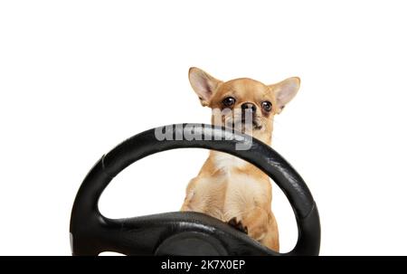 Divertente spitz bianco peloso in piedi vicino al volante isolato su sfondo bianco. Concetto di animale domestico di razza. assistenza sanitaria, veterinario Foto Stock