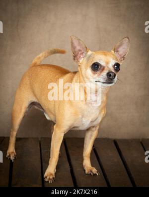 Immagine di un Chihuahua in un ambiente di studio professionale Foto Stock