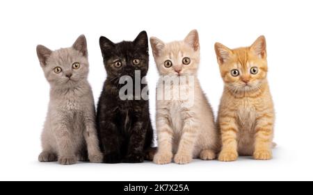 Cucciolata di 4 cuccioli di gatto Shorthair britannici di colore diverso, seduti l'uno accanto all'altro su una fila perfetta. Tutto guardando verso la fotocamera. isolato su un bianco Foto Stock