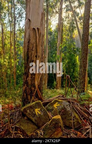 Freccia sul Caminho Portugues de Santiago, Pontevedra, Spagna Foto Stock