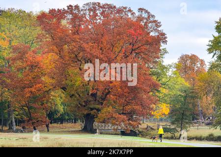 Dülmen, Münsterland, Germania. 19th Ott 2022. Una donna cammina il suo cane nel paesaggio autunnale della riserva naturale di Dülmen. Il sole d''autunno produce colori vivaci e paesaggi nella riserva naturale di Dülmen, nella campagna di Münsterland. Credit: Imageplotter/Alamy Live News Foto Stock