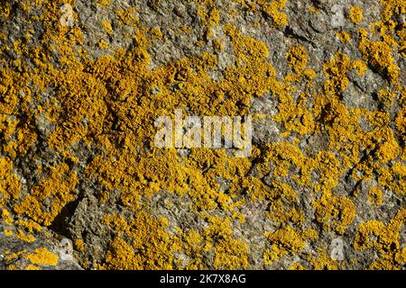 Il lichen marino della crosta dorata è uno dei più conosciuti e colorati dei licheni. Sono più spesso visti sulle rocce vicino al contrassegno dell'alta marea Foto Stock