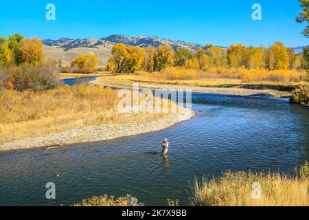 vola pescatore in autunno sul fiume clark fork vicino a jens, montana Foto Stock