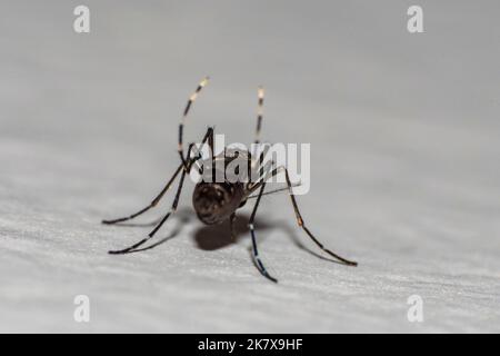 Campione di zanzara in primo piano sulla parete di una parete Foto Stock