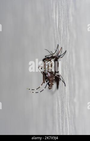 Campione di zanzara in primo piano sulla parete di una parete Foto Stock