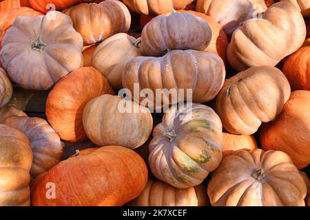 Mucchio di zucche di colore arancione chiaro e bello 'Musquee de Provence'. Chiamata anche zucca da fiaba Foto Stock