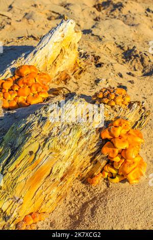 I funghi crescono sul legno vecchio alla luce del sole sul pavimento della foresta sull'isola di Harrier Sand a Schwanewede Osterholz bassa Sassonia Germania. Foto Stock