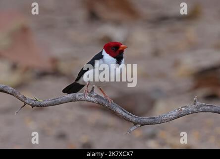 Cardinale con fattura gialla (Paroaria capitata capitata) adulto arroccato sul ramo morto Pantanal, Brasile. Luglio Foto Stock