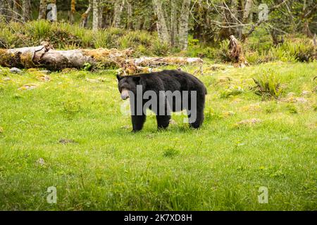 WA22382-00...WASHINGTON - Un orso nero, recentemente fuori dall'ibernazione invernale, che mangia con fame erba e foglie nella Enchanted Valley of Olympic Nation Foto Stock