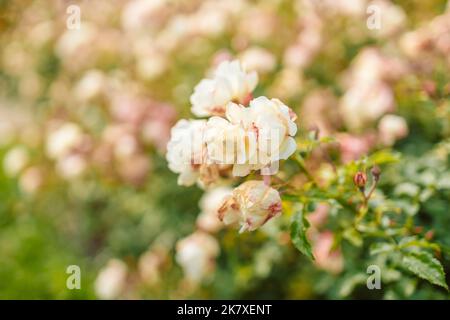 Fiore di rose sullo sfondo fiore rosa sfocato nel giardino delle rose. Natura. Foto Stock