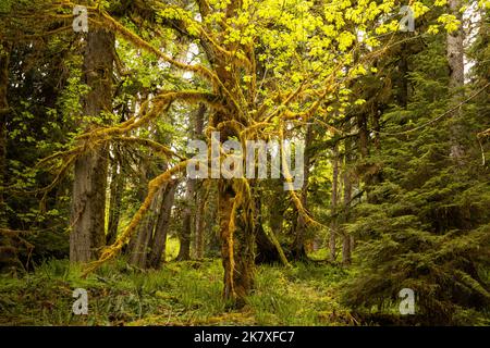 WA22398-00...WASHINGTON - Un muschio e un lichene coperto Big Leaf Maple albero che cresce lungo il Quinault River Trail nel Parco Nazionale Olimpico. Foto Stock