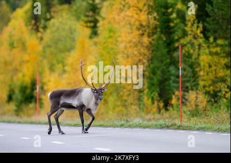 Una grande renne maschio che attraversa una strada nel nord della Svezia Foto Stock