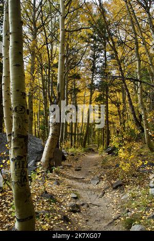 Vista stretta di un sentiero che si snoda attraverso un tunnel di Aspen alberi con foglie gialle in autunno Foto Stock