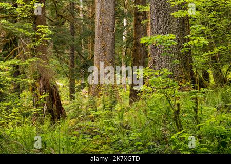 WA22408-00...WASHINGTON - felci di spada occidentali e giovani alberi di acero di foglia grande circondano alberi sempreverdi torreggianti nella foresta pluviale di Quinault, ONP. Foto Stock