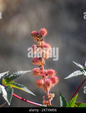 Primo piano dei fiori rossi di una pianta di Castor Bean (Ricinus communis) a Lake Hollywood a Los Angeles, CA. Foto Stock