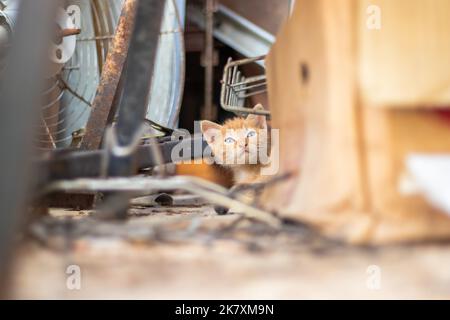 Carino piccolo gatto arancione bambino nascosto tra le scatole Foto Stock