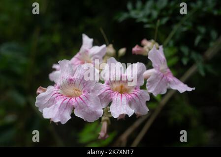 Fiori bianchi con vene rosa della Regina di Sheba-vite o vite tromba rosa Foto Stock