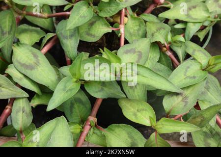 Foglie di coriandolo vietnamita (Persicaria odorata). Foto Stock