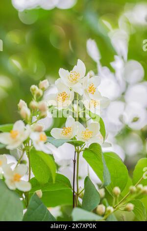 Arbusto pipa europeo fiorito, Philadelphus coronarius in giorno di sole Foto Stock