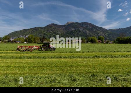 Contadino sul trattore che rastrellano il nuovo fieno di falda a Sazkammergut, Austria superiore Foto Stock