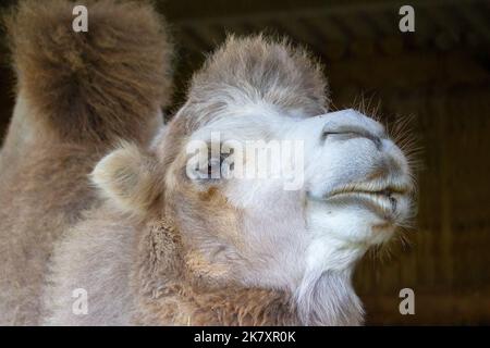 Primo piano sul cammello bactriano dell'Asia centrale Foto Stock